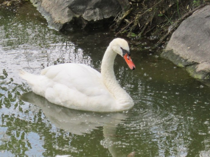 Водоплавающие птицы лебедь