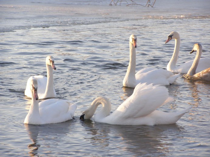Лебедь Священная птица
