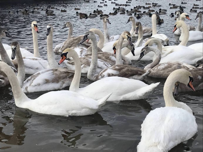 Северный лебедь