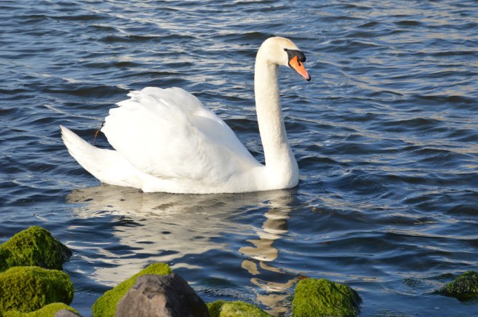 Лебедь для детей