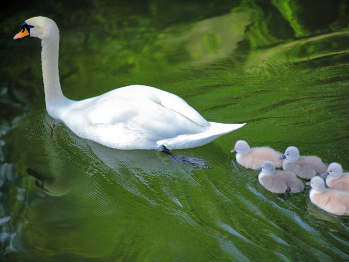 Белый лебедь Ялта