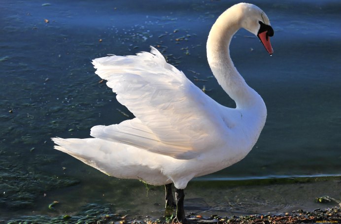 Лебеди в дикой природе