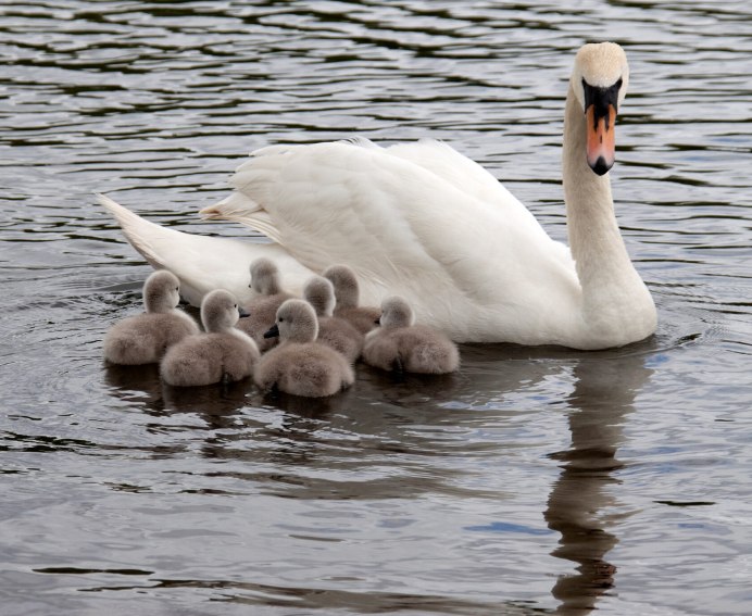 Лебедь для детей