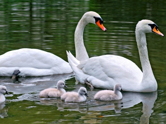 Семья лебедей