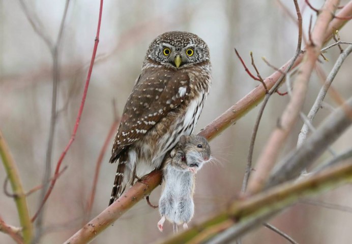 Воробьиный Сыч