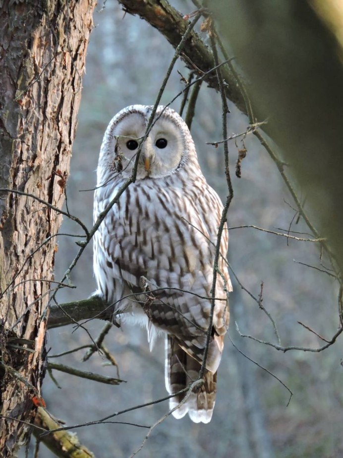 Сова сплюшка