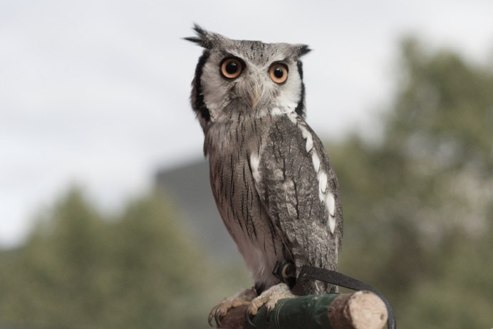 Бородатая неясыть охотится