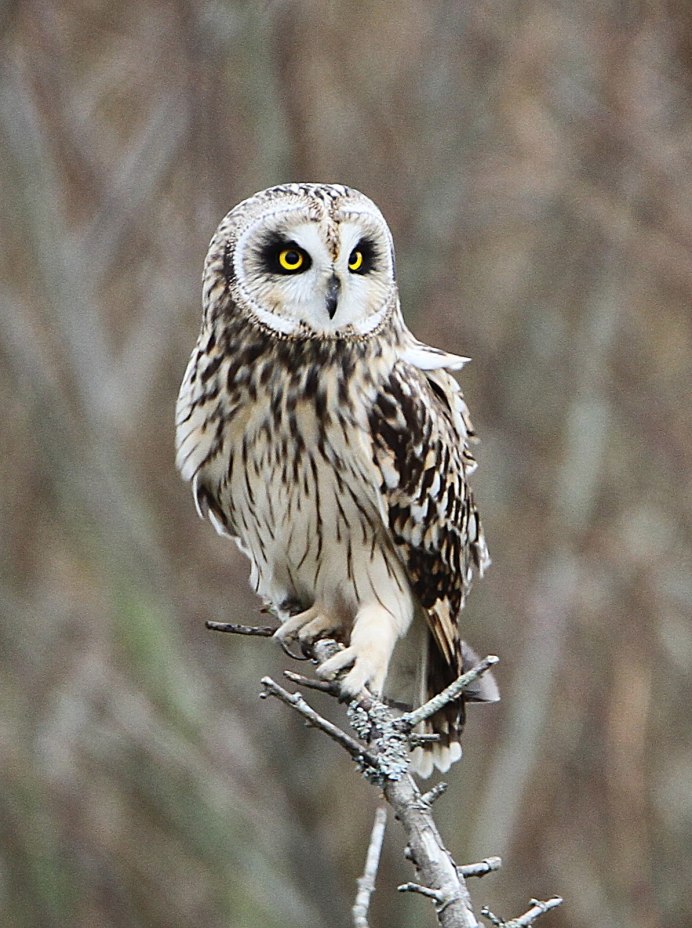 Сплюшка обыкновенная