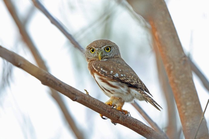 Ночные птицы Сибири