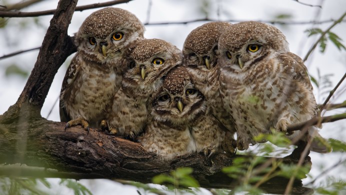 Сова Сыч Эльф