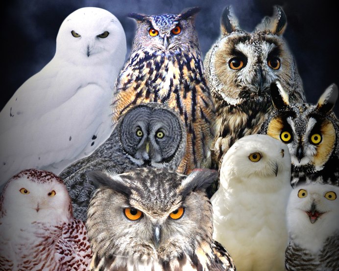 Мадагаскарская ушастая Сова