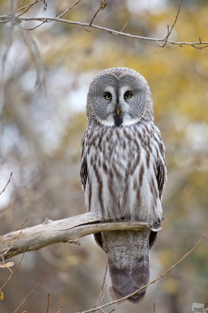 Сова длиннохвостая неясыть