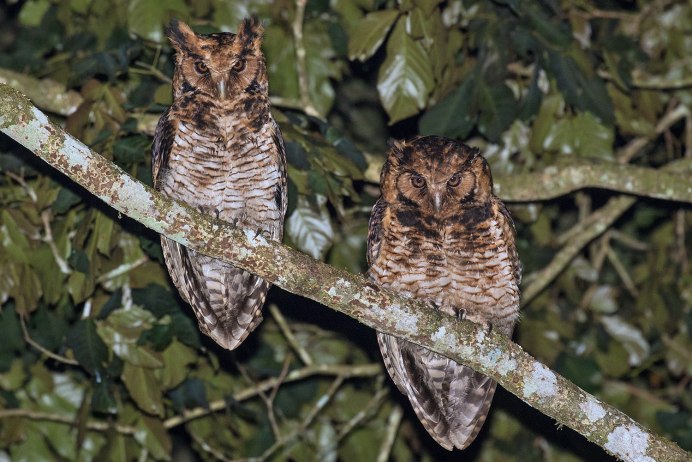 Малая ушастая Сова
