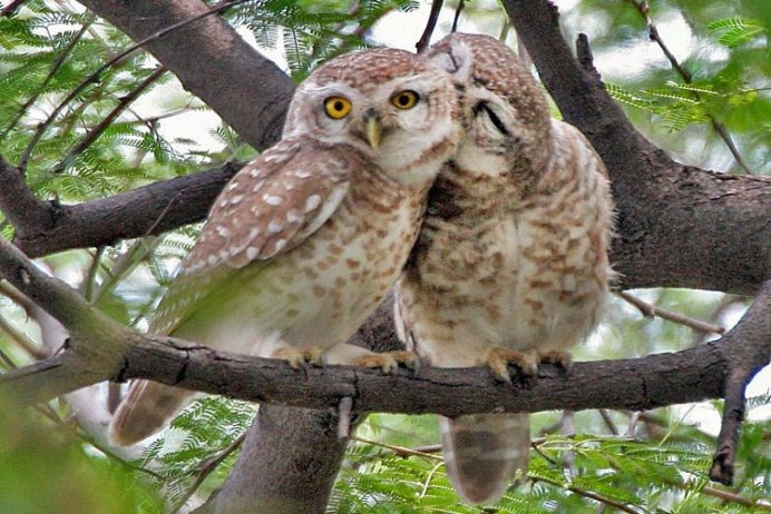 Сова бородатая неясыть IKO