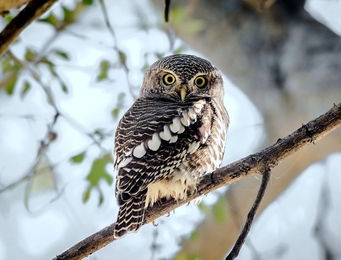 Ночные птицы Владимирской области