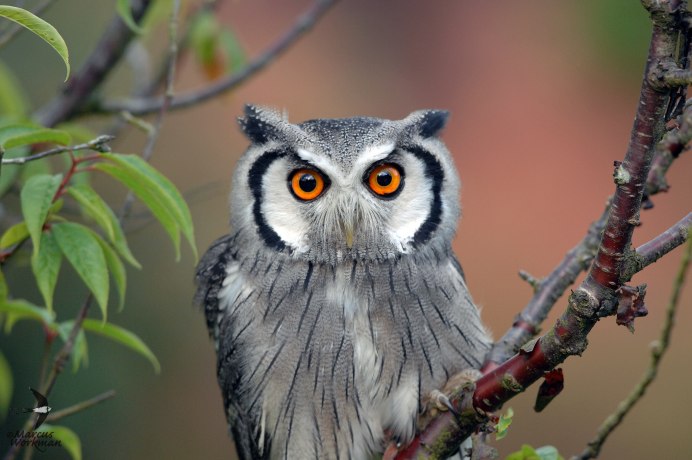 Сплюшка обыкновенная