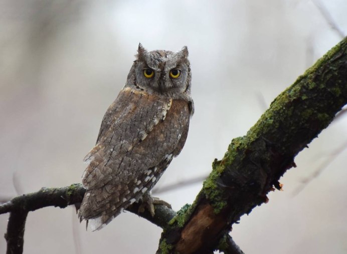 Птицы семейства совиных