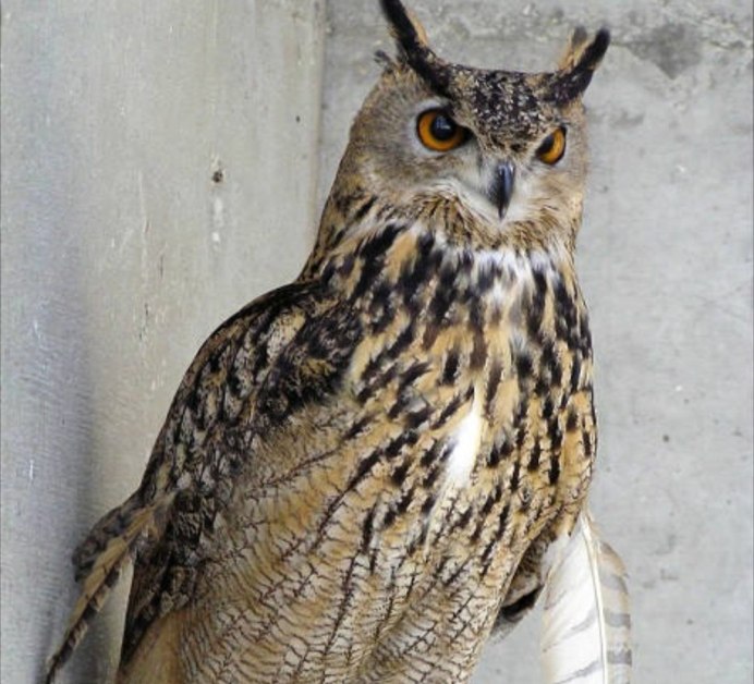 Ошейниковый воробьиный Сыч