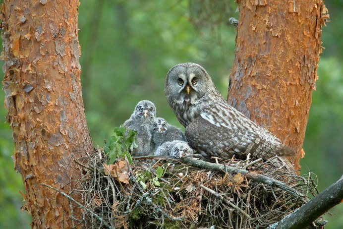Кукушковый воробьиный Сыч