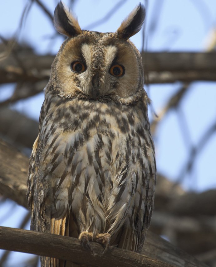 Очковая Неотропическая Сова
