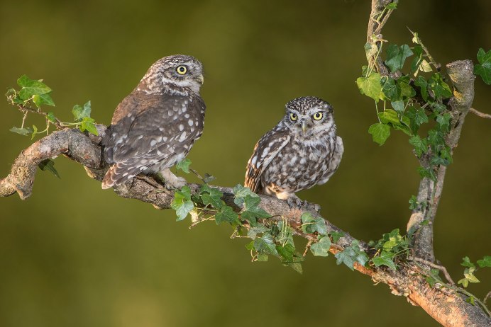 Совы сплюшки