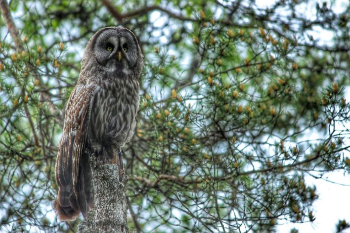 Неясыть птица