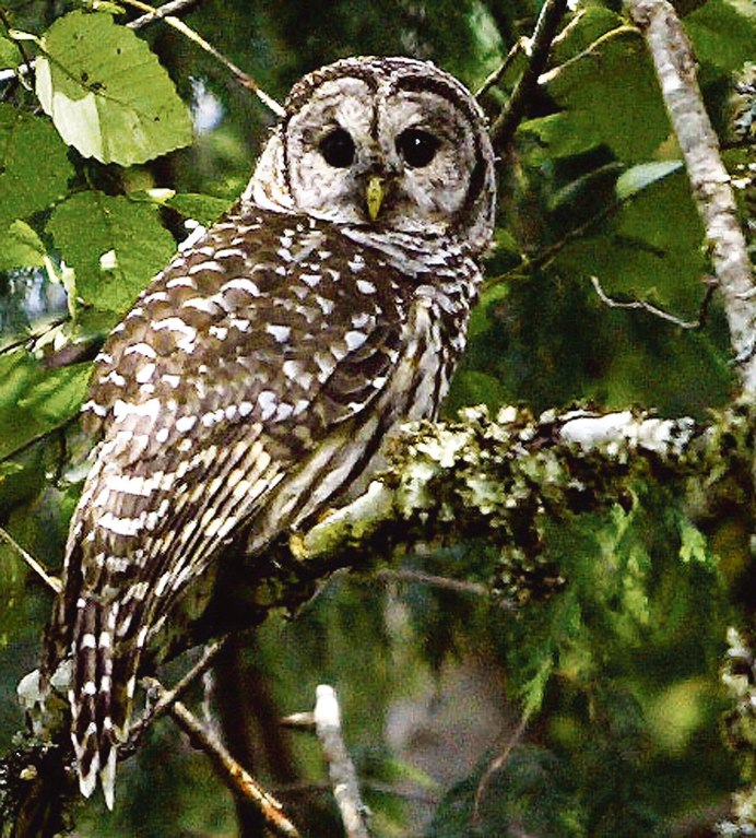 Сова сипуха обыкновенная