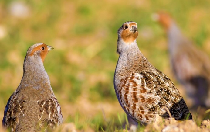 Серая куропатка самец и самка