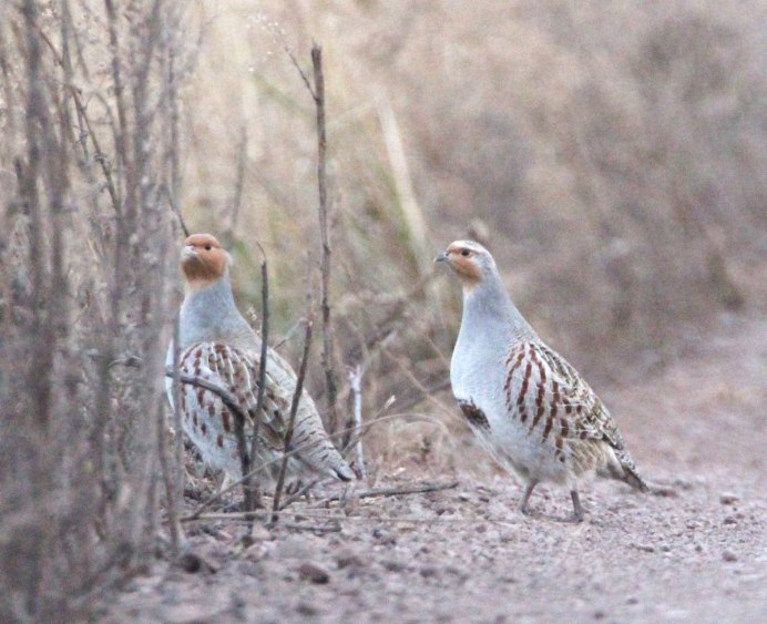 Среднерусская белая куропатка