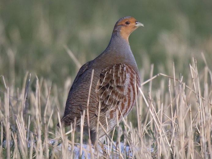 Серая куропатка (Perdix Perdix)