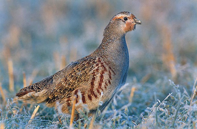 Степная куропатка