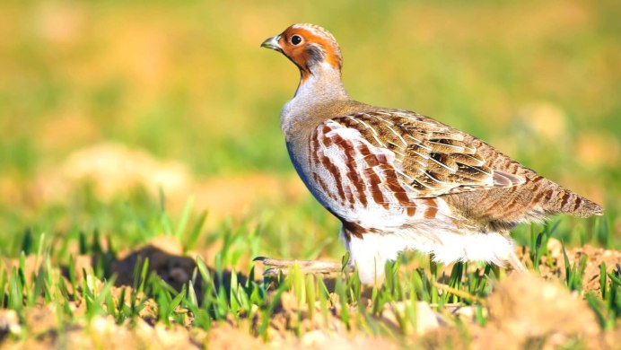 Серая куропатка самка