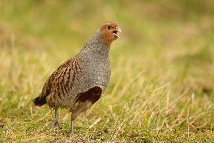 Серая куропатка самка