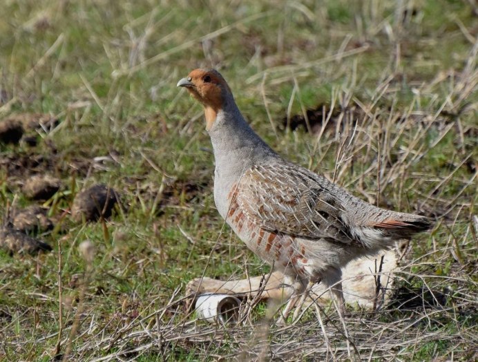 Куропатка птица самка