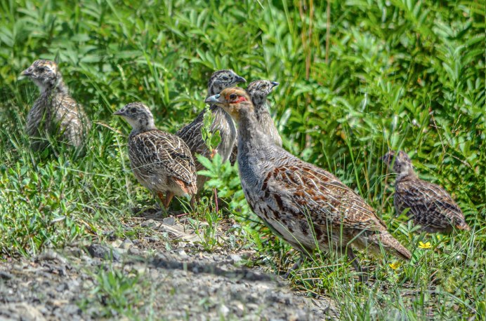 Песчаная куропатка