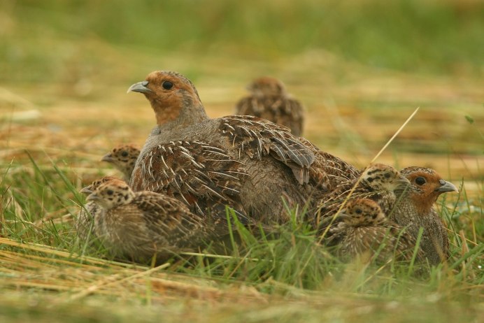 Серая куропатка (Perdix Perdix)