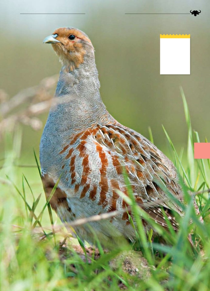 Серая куропатка в степи