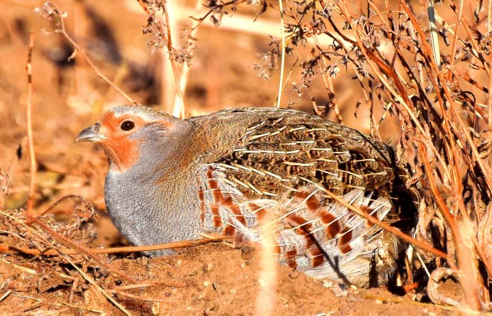 Серая куропатка зимой