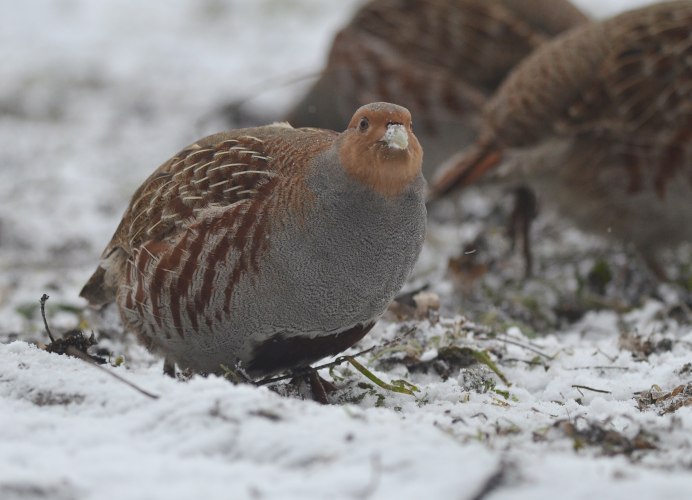 Куропатка Дикая Белгород