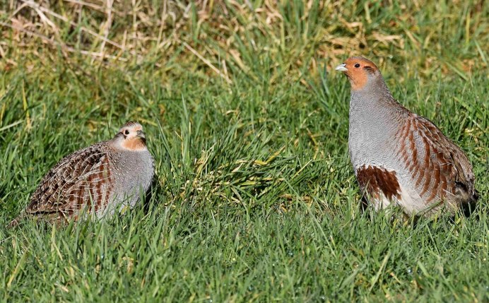 Болотная куропатка