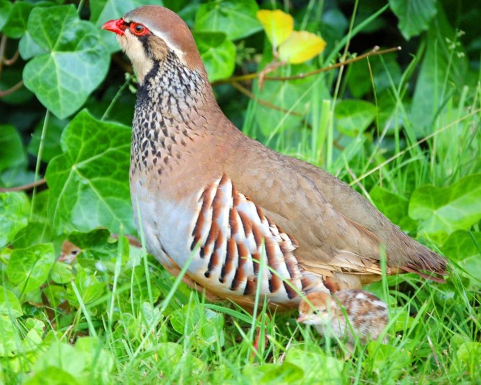 Куропатка Забайкальский край