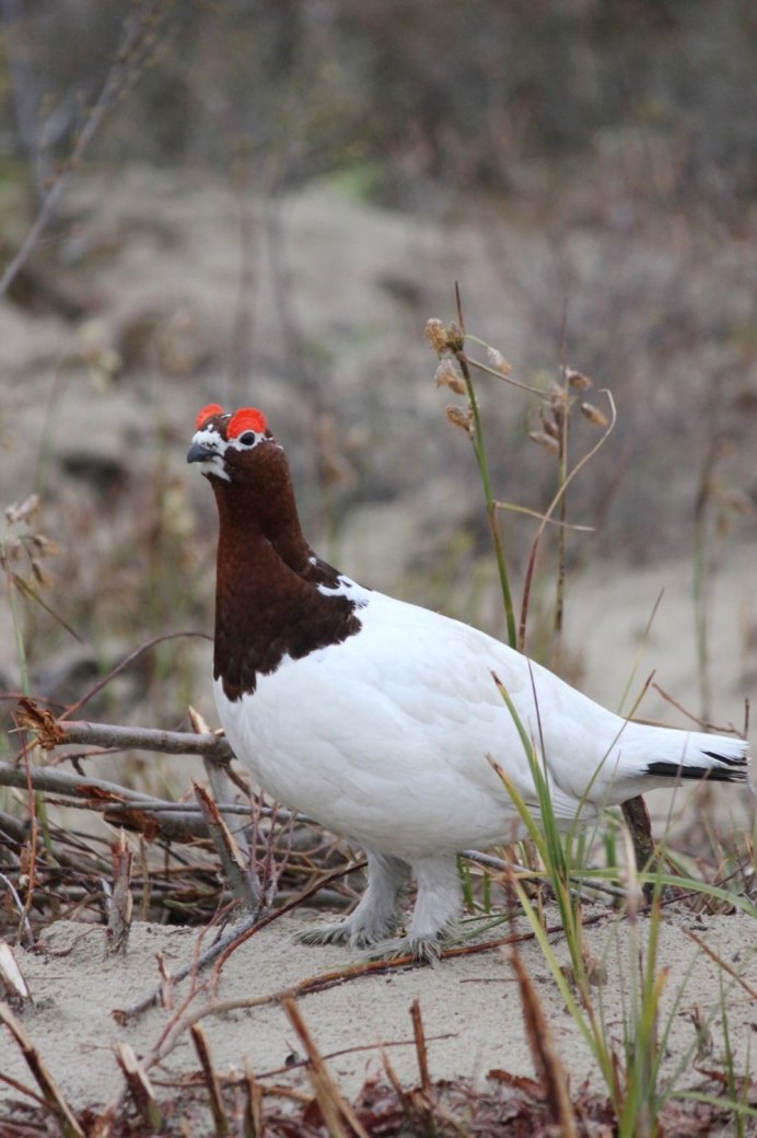 Калифорнийский горный перепел