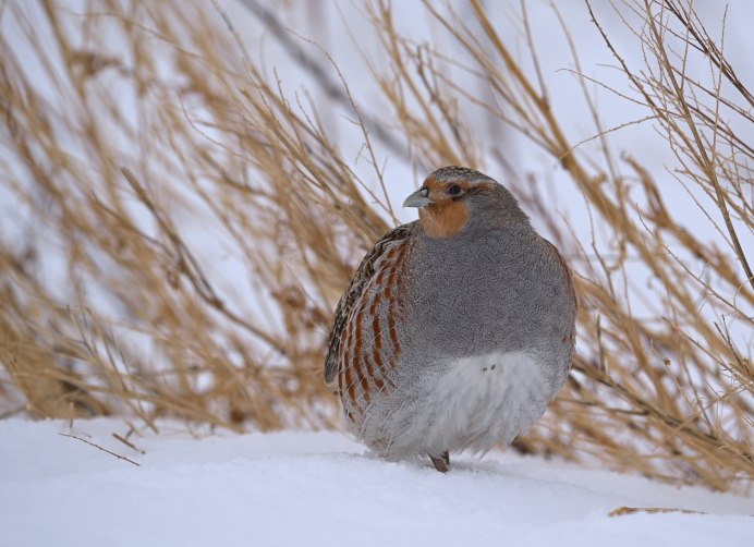 Серая куропатка (Perdix Perdix)