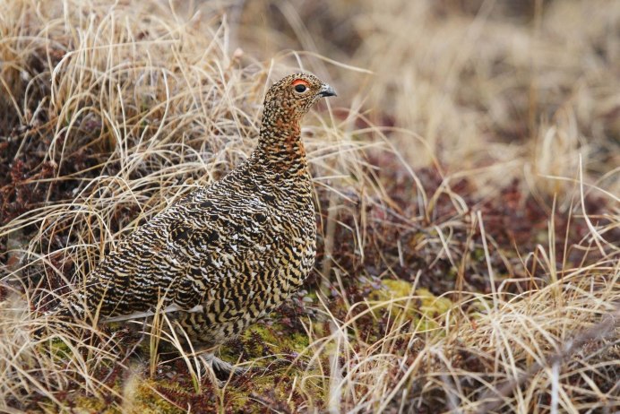 Серая куропатка (Perdix Perdix)