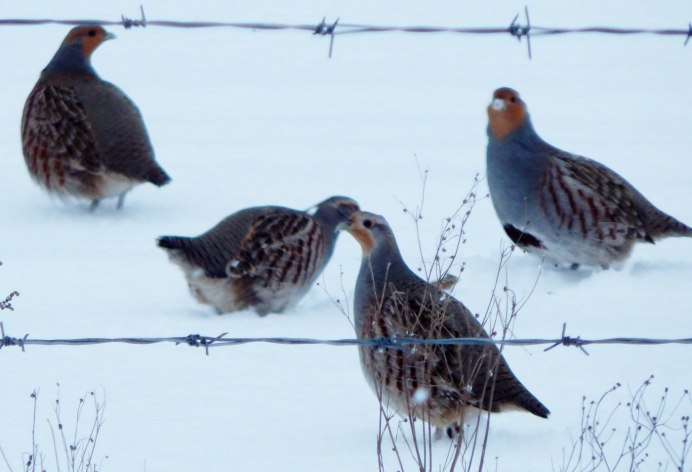 Серая куропатка самец
