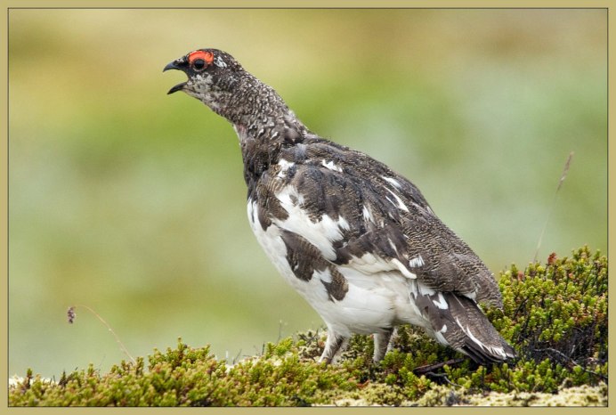 Серая куропатка (Perdix Perdix)