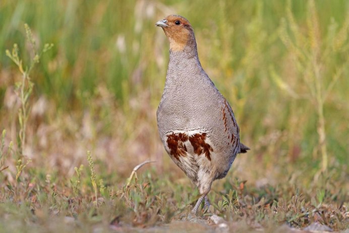 Чукарская куропатка