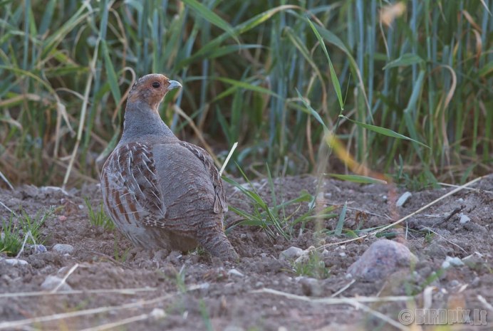 Перепелка и кеклик