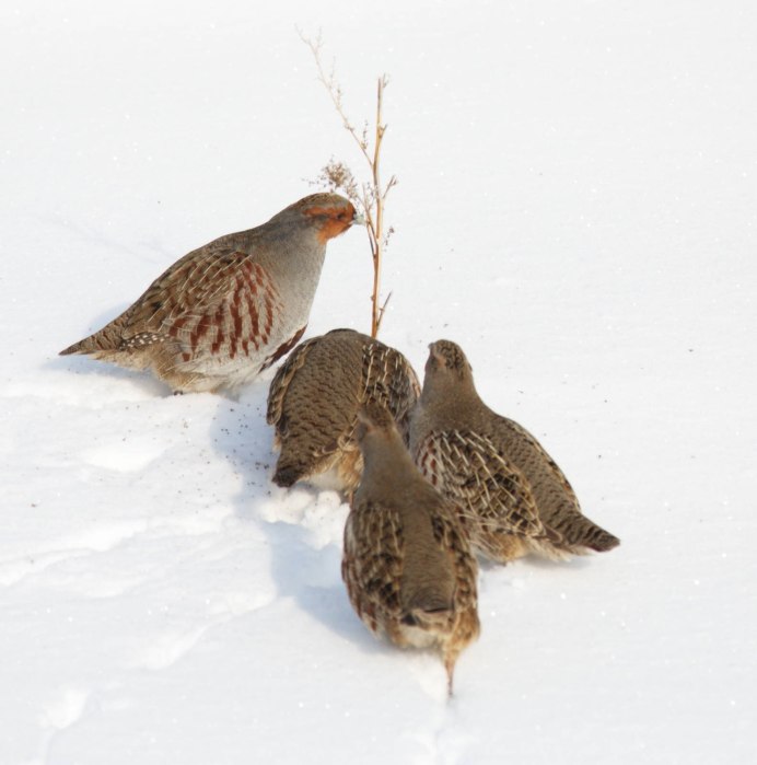 Гнездо куропатки