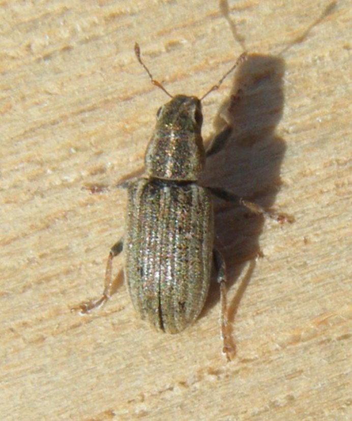Hypera rumicis